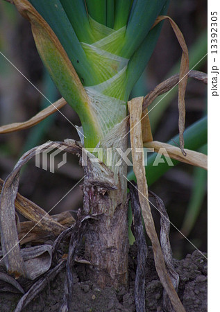 長ネギ 長ネギ 13392305