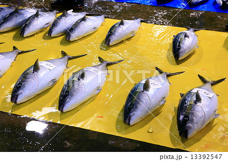 氷見の魚市場　定置網にかかったブリ 13392547