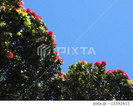 夏の空 13392615
