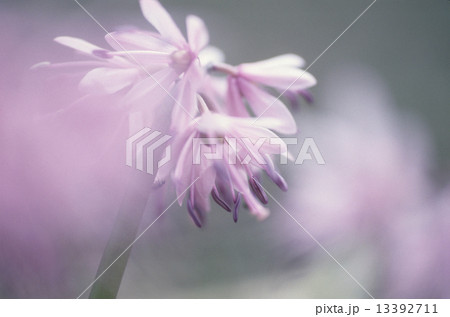 猩々袴 猩々袴 13392711