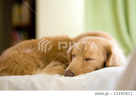 お昼寝ダックス 13392811