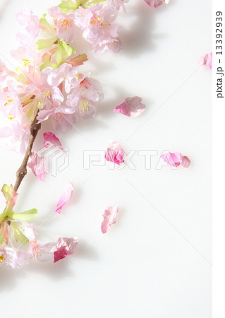 桜 桜 13392939