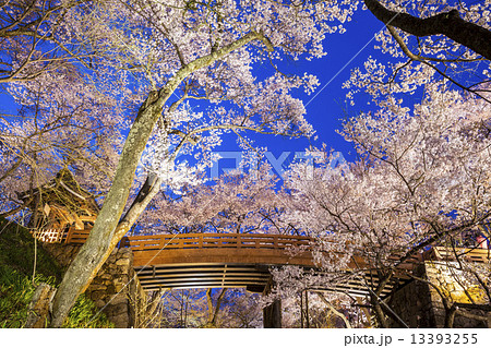 高遠城址公園　桜雲橋と桜のライトアップ 13393255