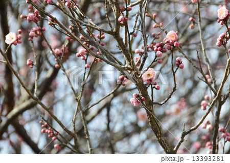 咲き始めたピンク色の梅の花（埼玉県深谷市） 13393281
