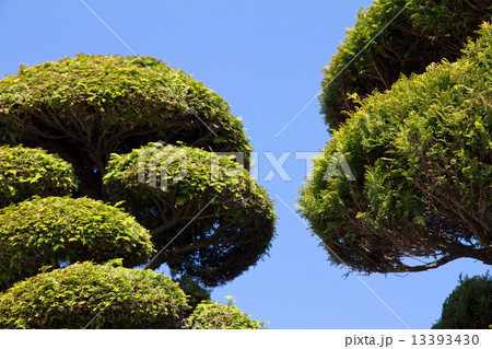 bonsai tree 13393430