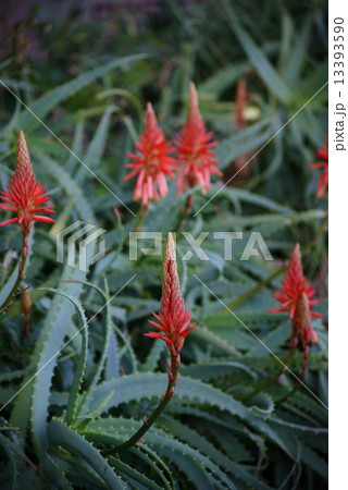 アロエの花 13393590