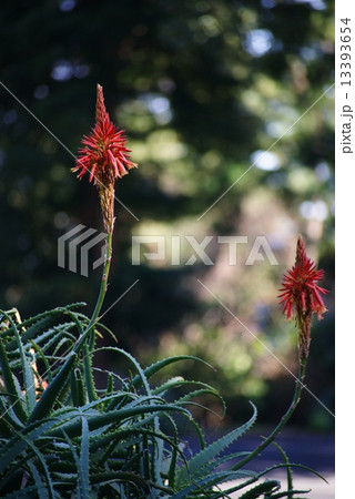 アロエの花 13393654