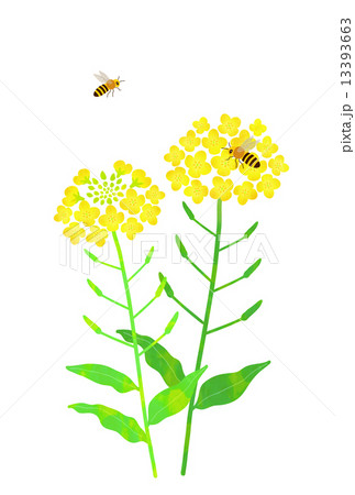 菜の花とみつばち 13393663