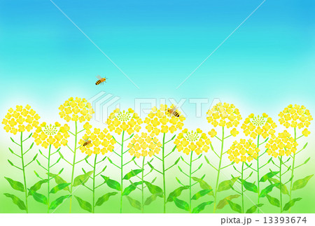 菜の花畑とみつばち 13393674