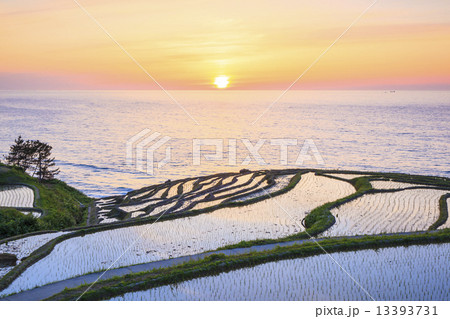白米千枚田の夕日 13393731