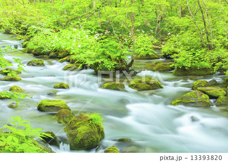初夏の奥入瀬渓流　三乱の流れ 13393820