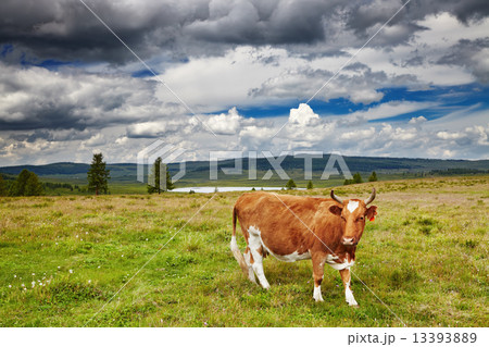 Grazing cow Grazing cow 13393889