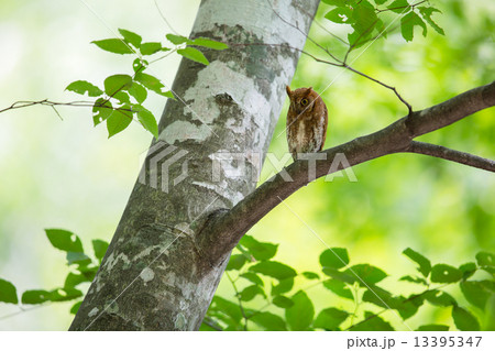 コノハズク コノハズク 13395347