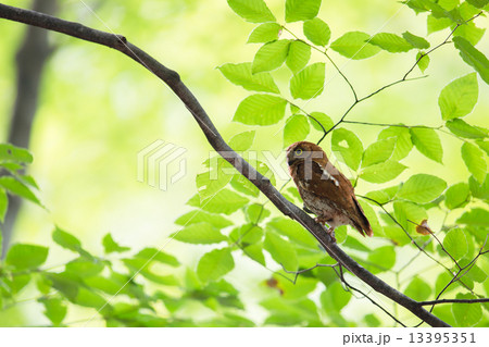 コノハズク コノハズク 13395351