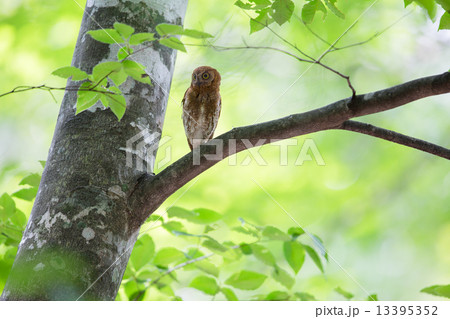 コノハズク 13395352