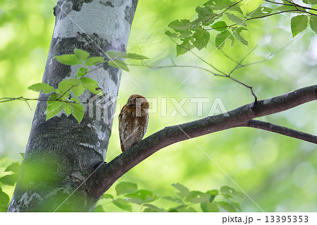 コノハズク コノハズク 13395353