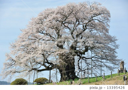 醍醐桜 13395426