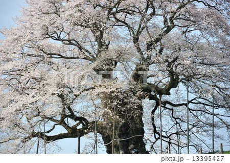 醍醐桜 13395427