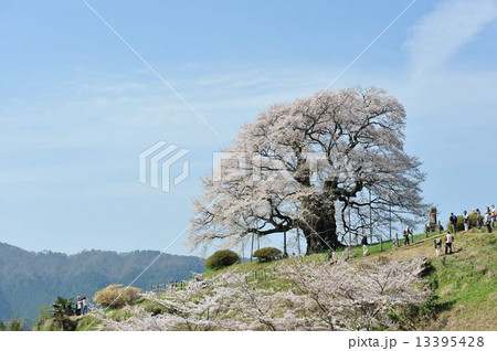 醍醐桜 13395428