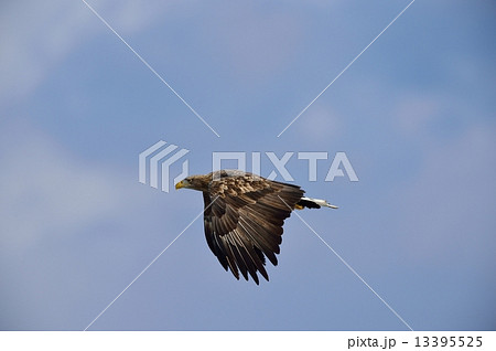 オジロワシ 13395525