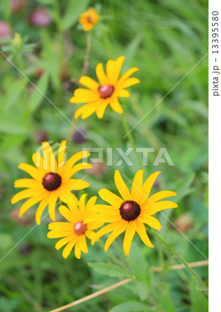 ルドベキア　アラゲハンゴンソウ（荒毛反魂草） 13395580