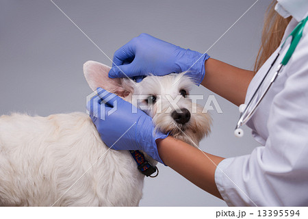 Female veterinarian examines little dog teeth and ears Female veterinarian examines little dog teeth and ears 13395594