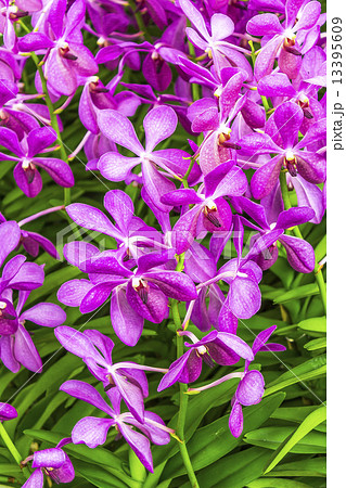 Beautiful pink orchid flowers Beautiful pink orchid flowers 13395609