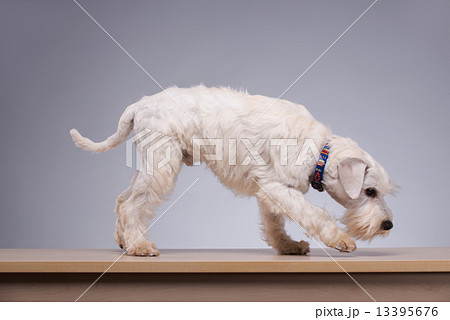 Cute little dog on the table 13395676