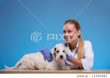 Cute little dog visits vet  13395682