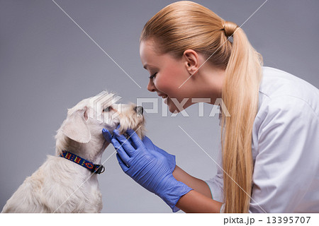 Cute little dog visits vet  13395707