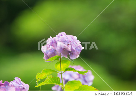 紫のアジサイ 13395814