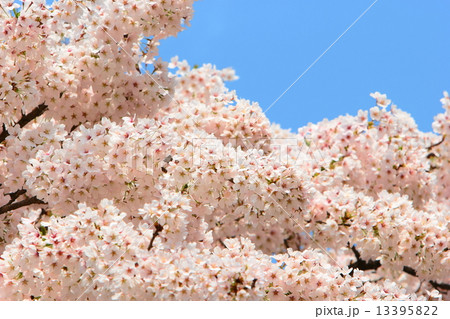 満開の桜 満開の桜 13395822