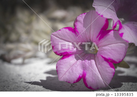 Petunia  13395835