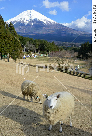 ヒツジと富士山 13396083