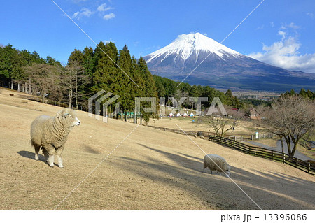羊と富士山 羊と富士山 13396086