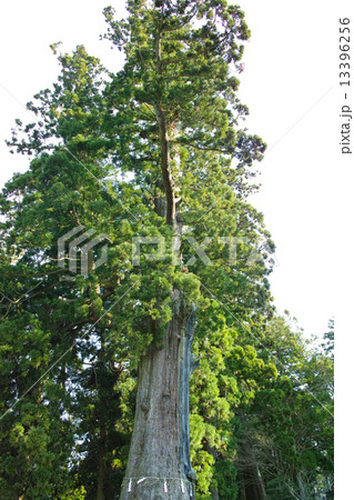 千葉県 清澄の大杉 千葉県 清澄の大杉 13396256