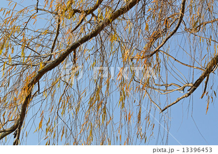 シダレヤナギ（枝垂柳） 13396453