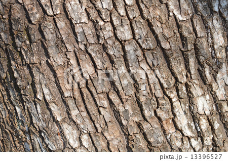 シダレヤナギ(枝垂れ柳) シダレヤナギ(枝垂れ柳) 13396527