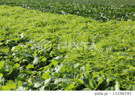 野菜畑 13396595
