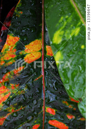 クロトンの葉と雨雫 13396647