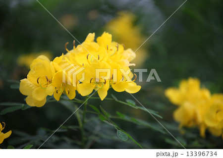 モクセンナ モクセンナ 13396734