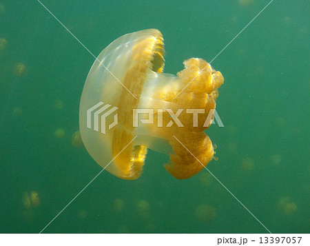 Palau_Jellyfish lake_世界遺産_パラオ_ジェリーフィッシュレイク Palau_Jellyfish lake_世界遺産_パラオ_ジェリーフィッシュレイク 13397057