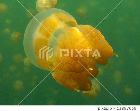 Palau_Jellyfish lake_世界遺産_パラオ_ジェリーフィッシュレイク Palau_Jellyfish lake_世界遺産_パラオ_ジェリーフィッシュレイク 13397059