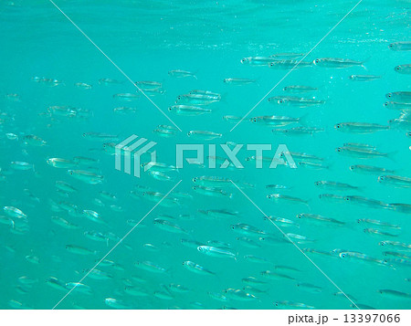 Palau_世界遺産_パラオ_シュノーケリング_魚の群れ Palau_世界遺産_パラオ_シュノーケリング_魚の群れ 13397066