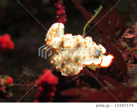 伊豆の海9 伊豆の海9 13397174