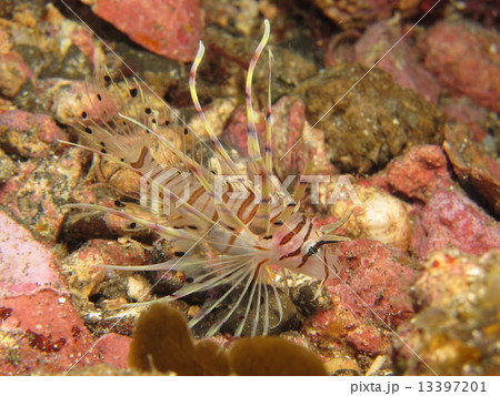 伊豆の海36 伊豆の海36 13397201