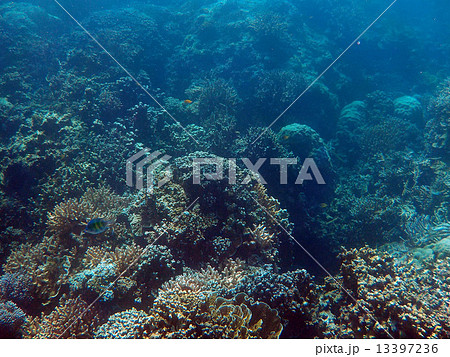 Palau_世界遺産_パラオ_シュノーケリング_サンゴ礁 13397236