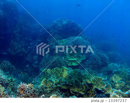 Palau_世界遺産_パラオ_シュノーケリング_サンゴ礁 13397237