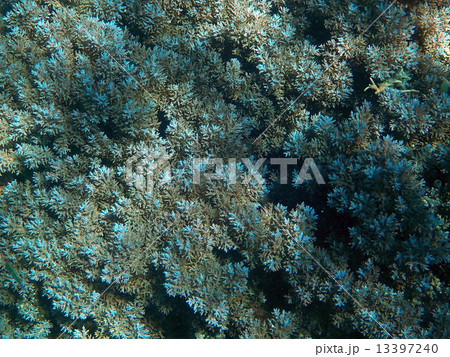 Palau_世界遺産_パラオ_シュノーケリング_サンゴ礁 13397240