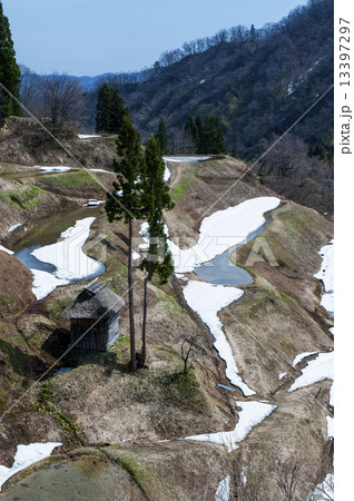 雪解け棚田 13397297